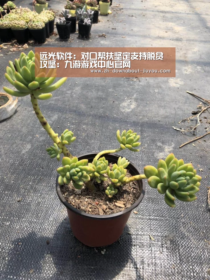 远光软件:对口帮扶坚定支持脱贫攻坚:九游游戏中心官网(图2) 九游游戏平台官网
