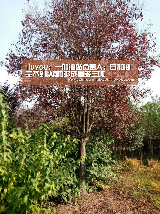 jiuyou:一加油站负责人:日加油量不到以前的3成最多三吨(图1) 九游游戏中心官网